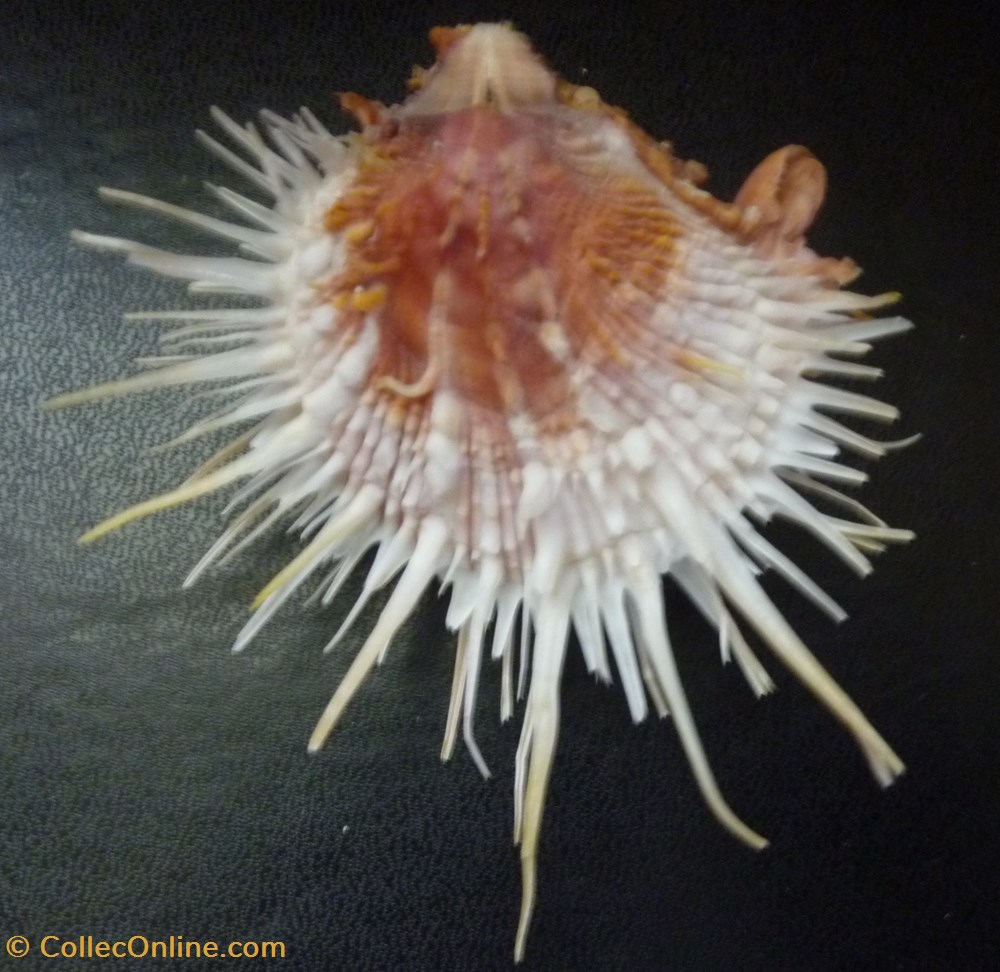 multimuricatus coquillages fossiles bivalvia multimuricatus