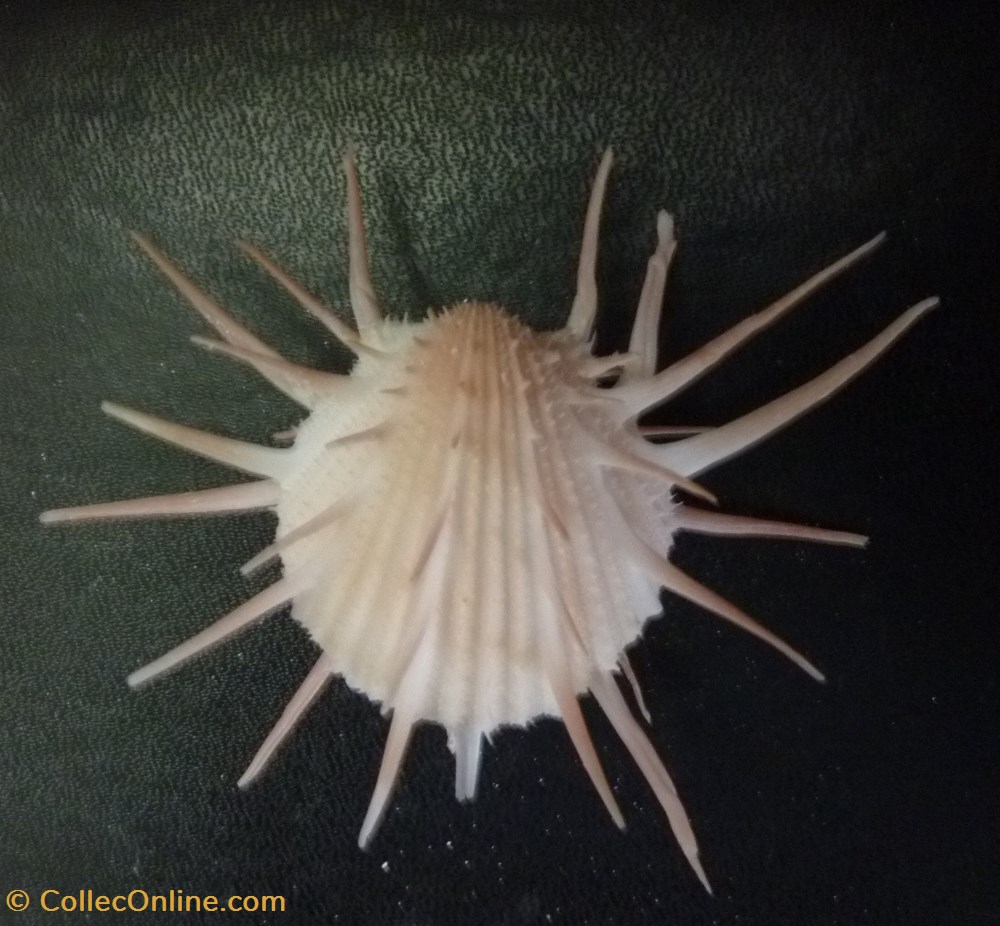 imperialis coquillages fossiles bivalvia imperialis