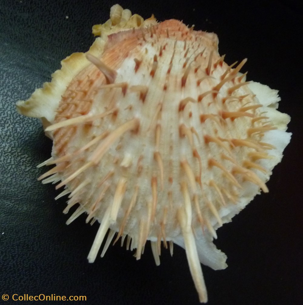 americanus coquillages fossiles bivalvia americanus