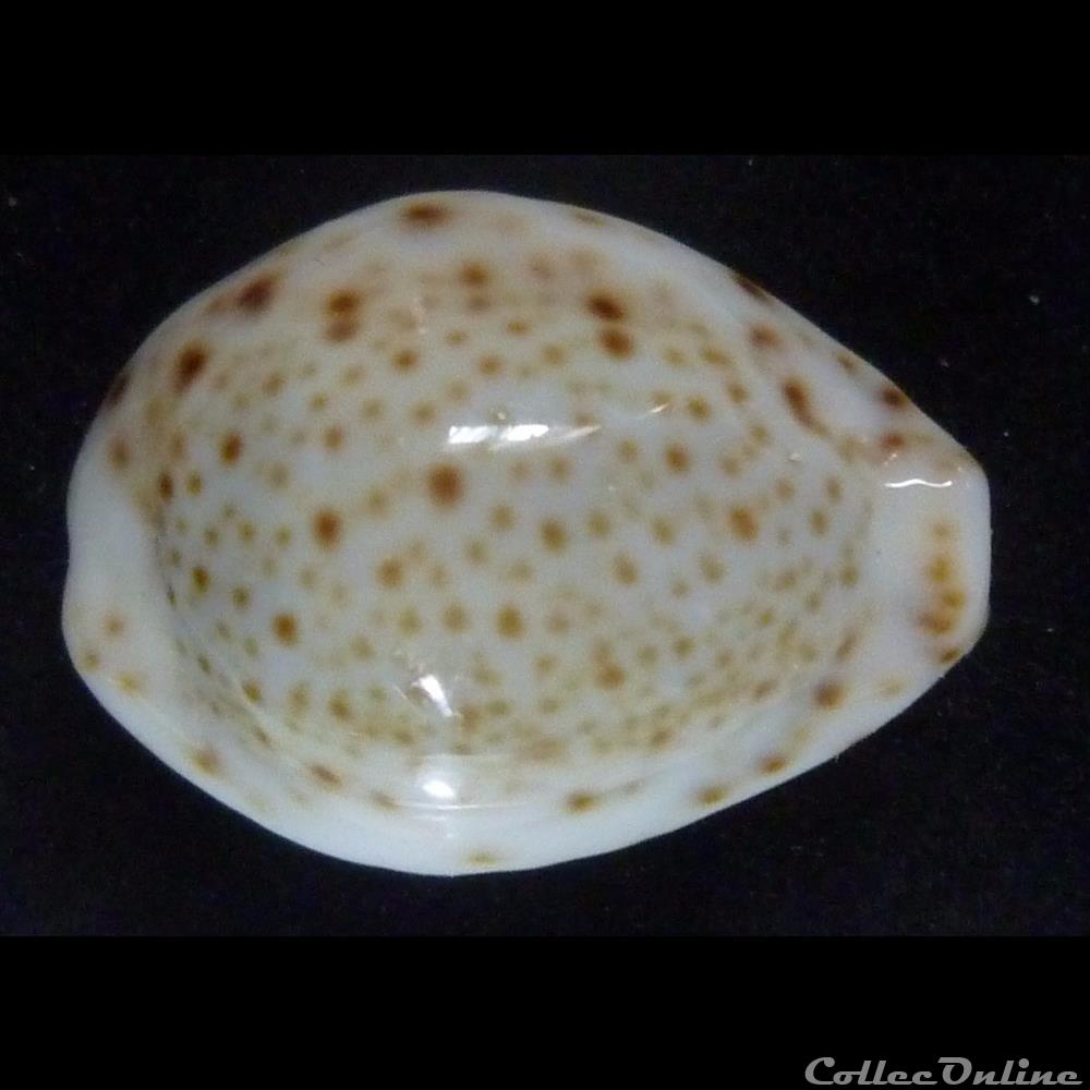 coquillages fossiles gastropoda turdus nv pardalina