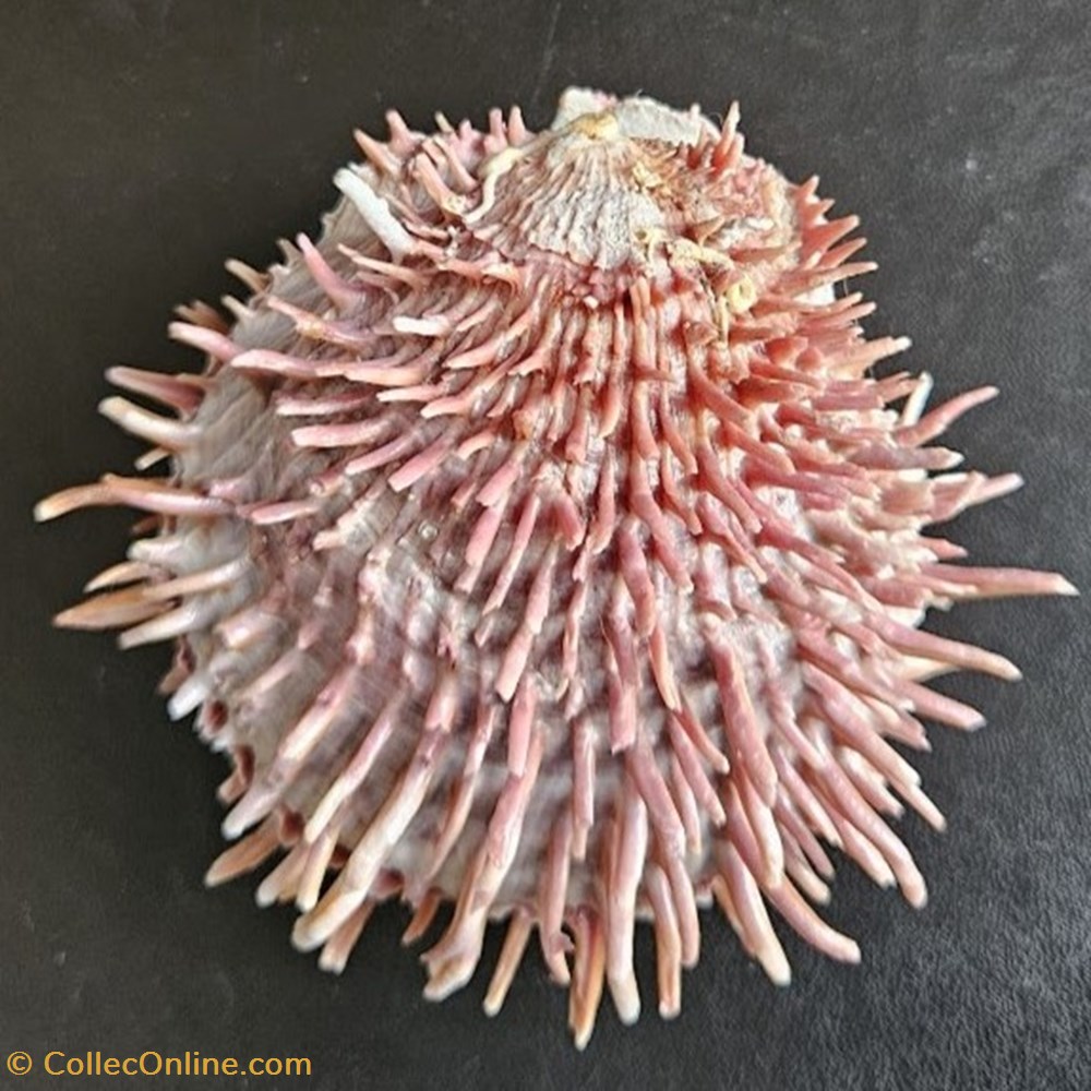 cuneus coquillages fossiles bivalvia cuneus