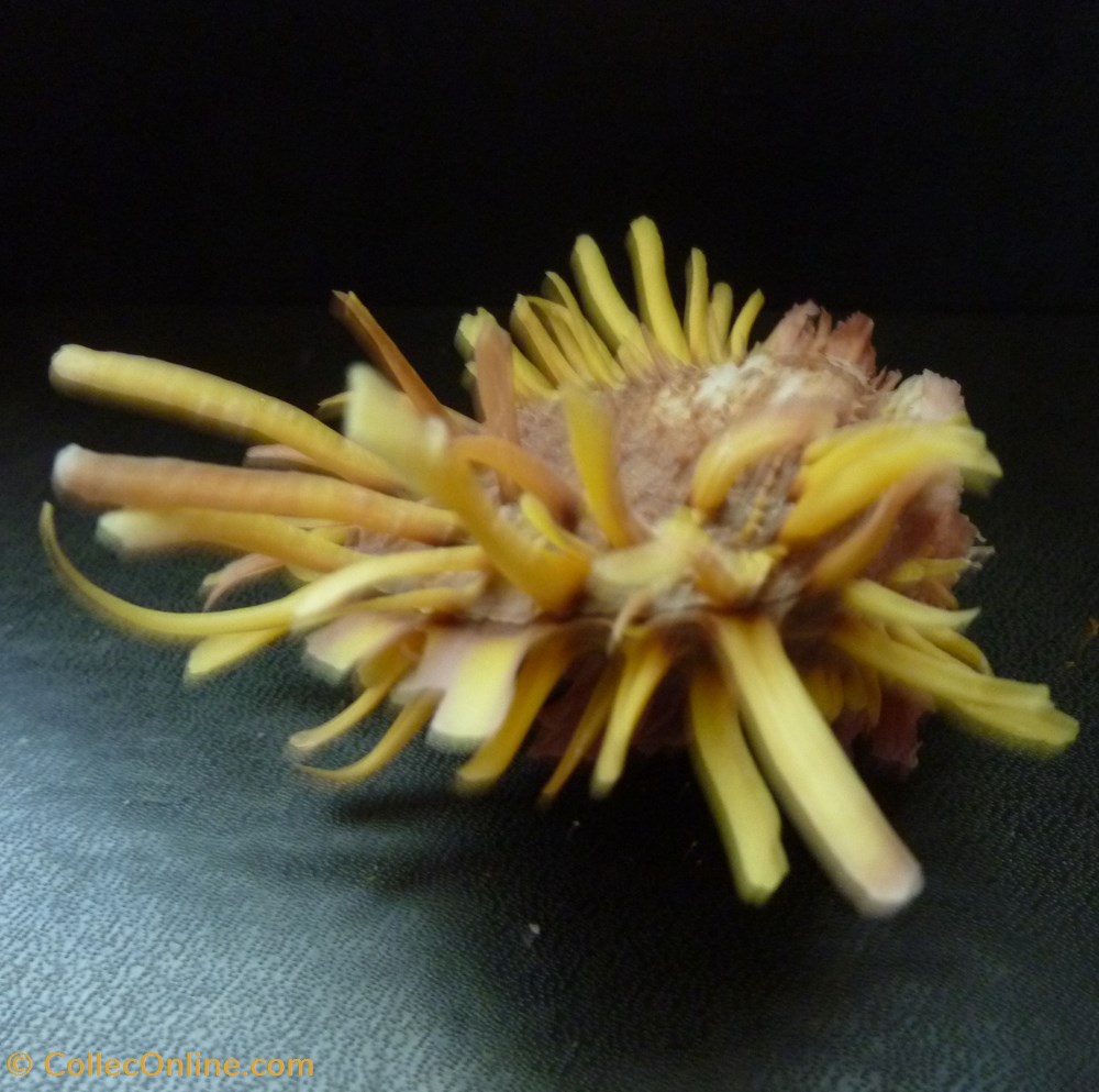 zonalis 3 coquillages fossiles bivalvia zonalis