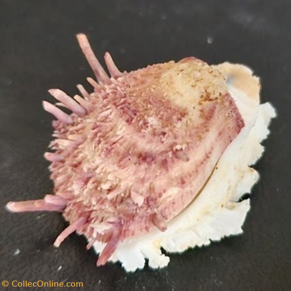 coquillages fossiles bivalvia gaedoporus