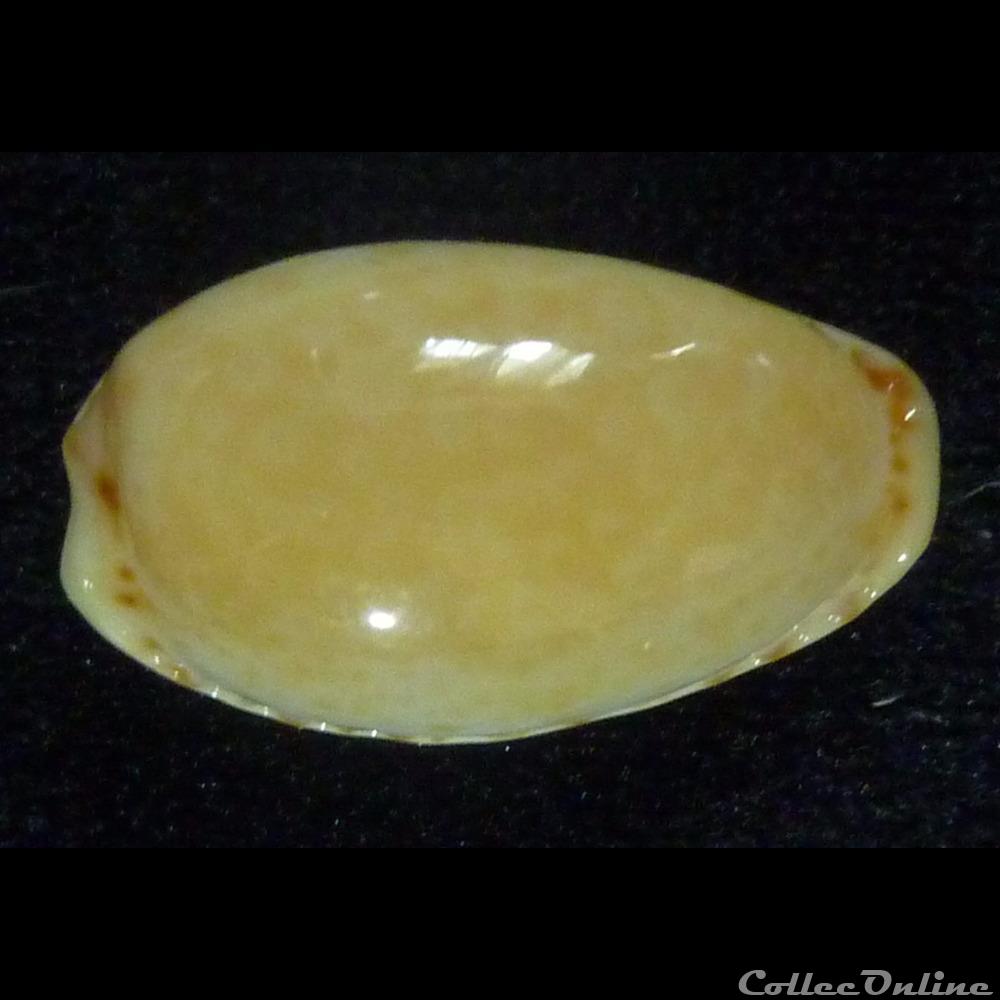 spurca nv. cascabulorum coquillages fossiles gastropoda spurca nv cascabulorum