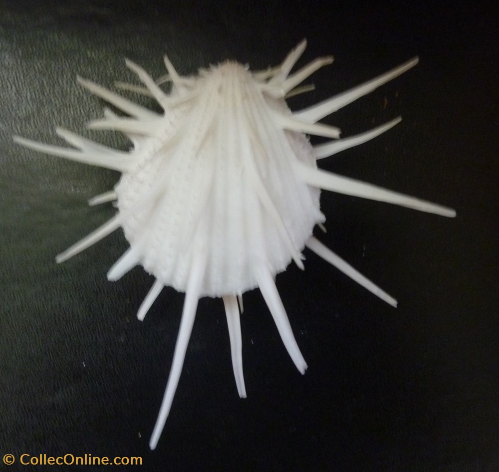 imperialis coquillages fossiles bivalvia imperialis