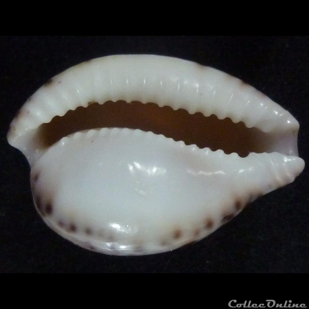 algoensis algoensis 2 coquillages fossiles gastropoda algoensis algoensis