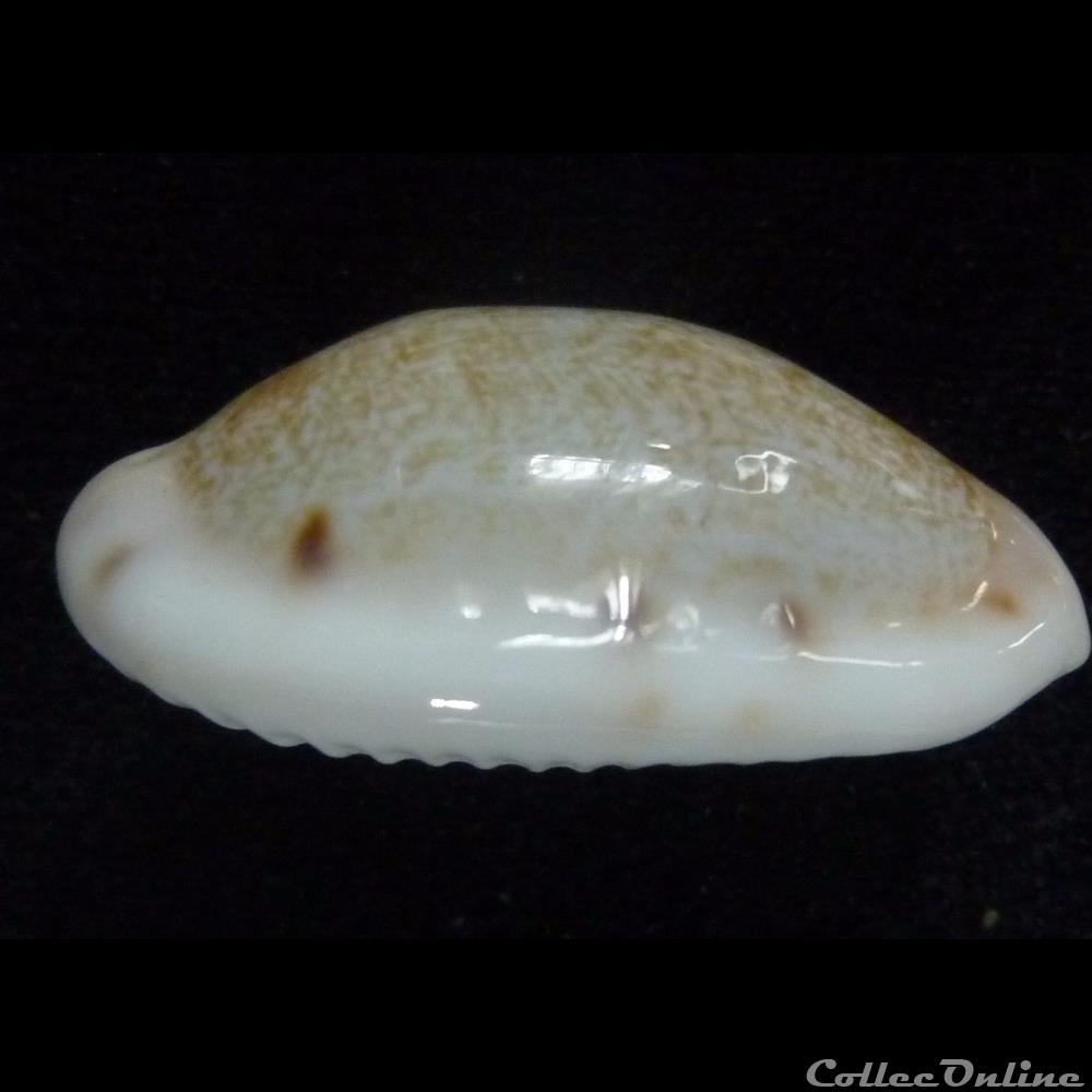 coquillages fossiles gastropoda pelluscens pelluscens