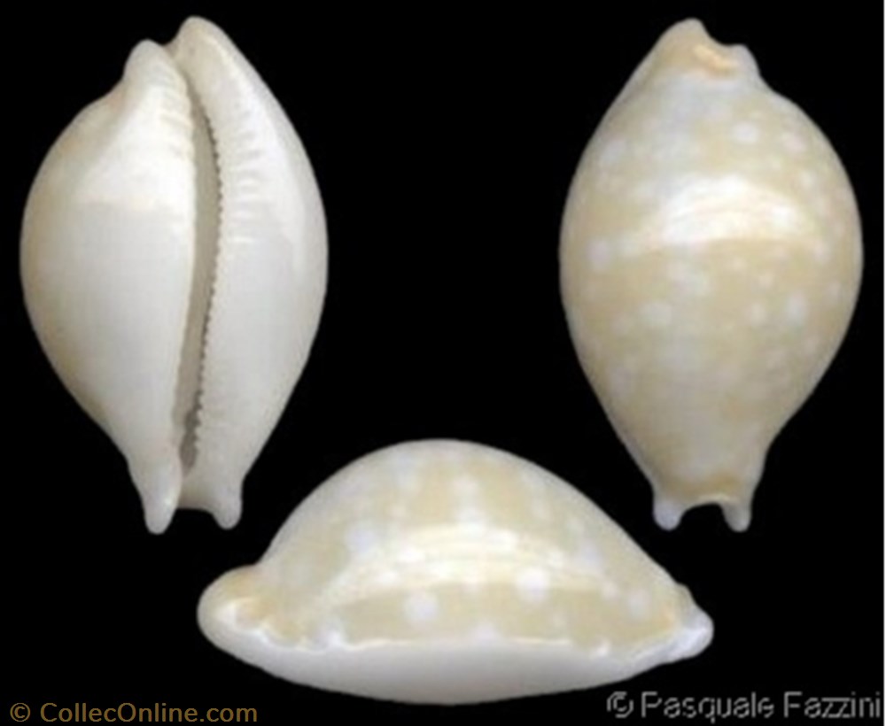 dillwyni 5 coquillages fossiles dillwyni