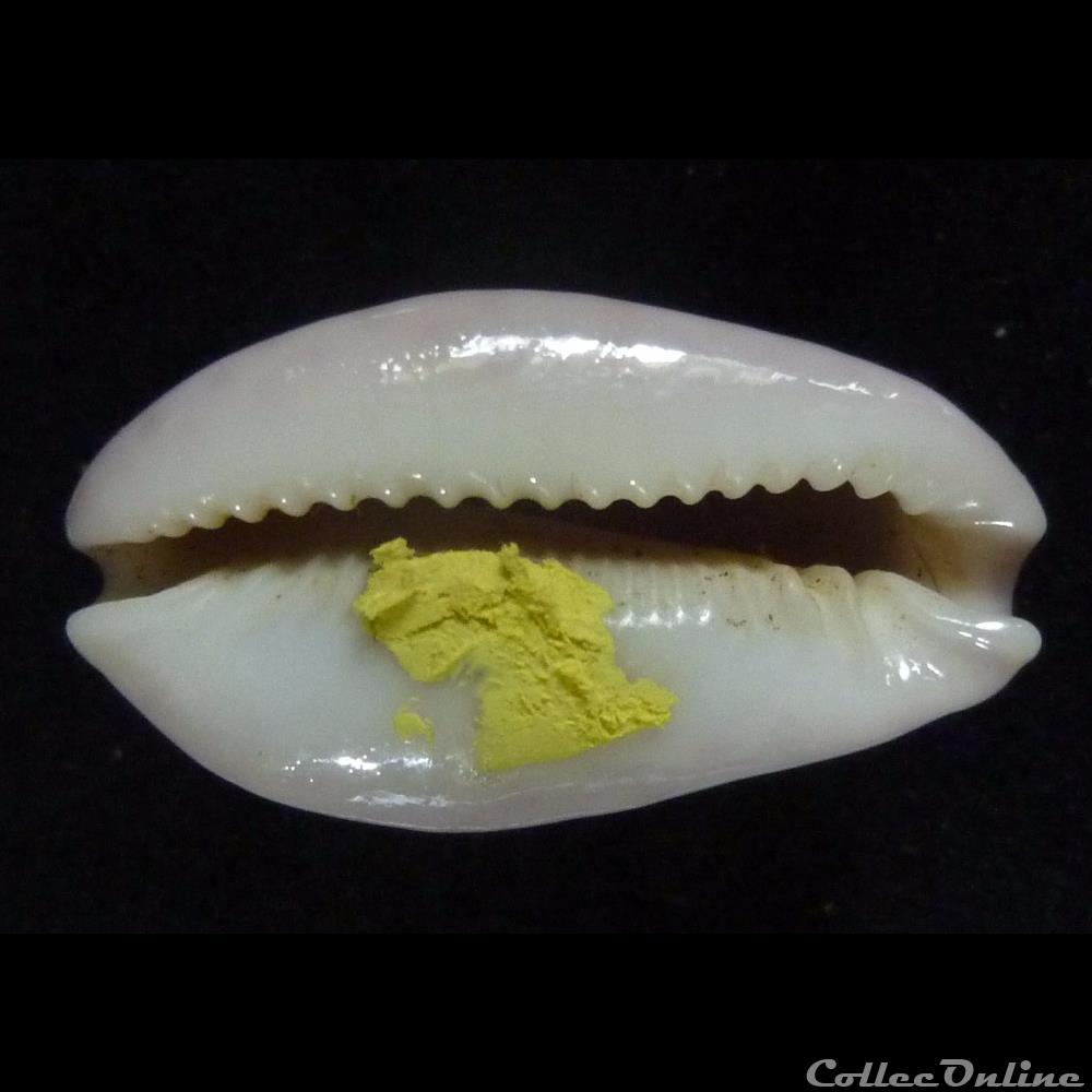 albuginosa 2 coquillages fossiles gastropoda albuginosa