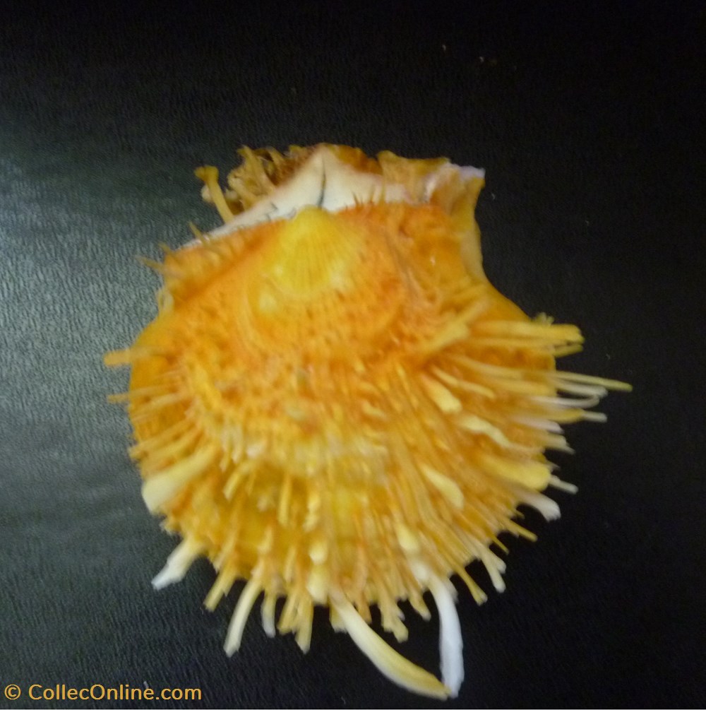 americanus coquillages fossiles bivalvia americanus