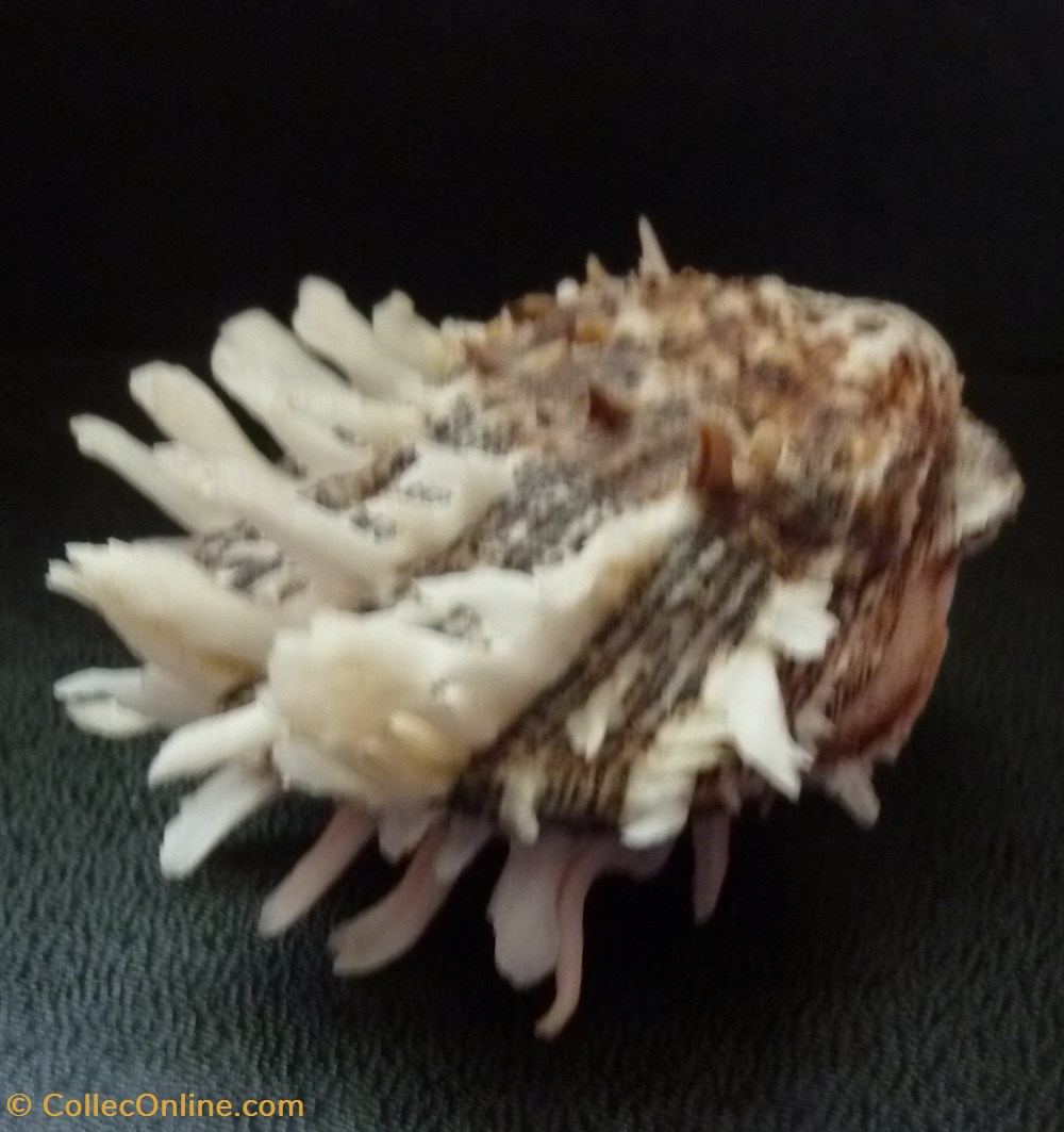 squamosus 3 coquillages fossiles bivalvia squamosus
