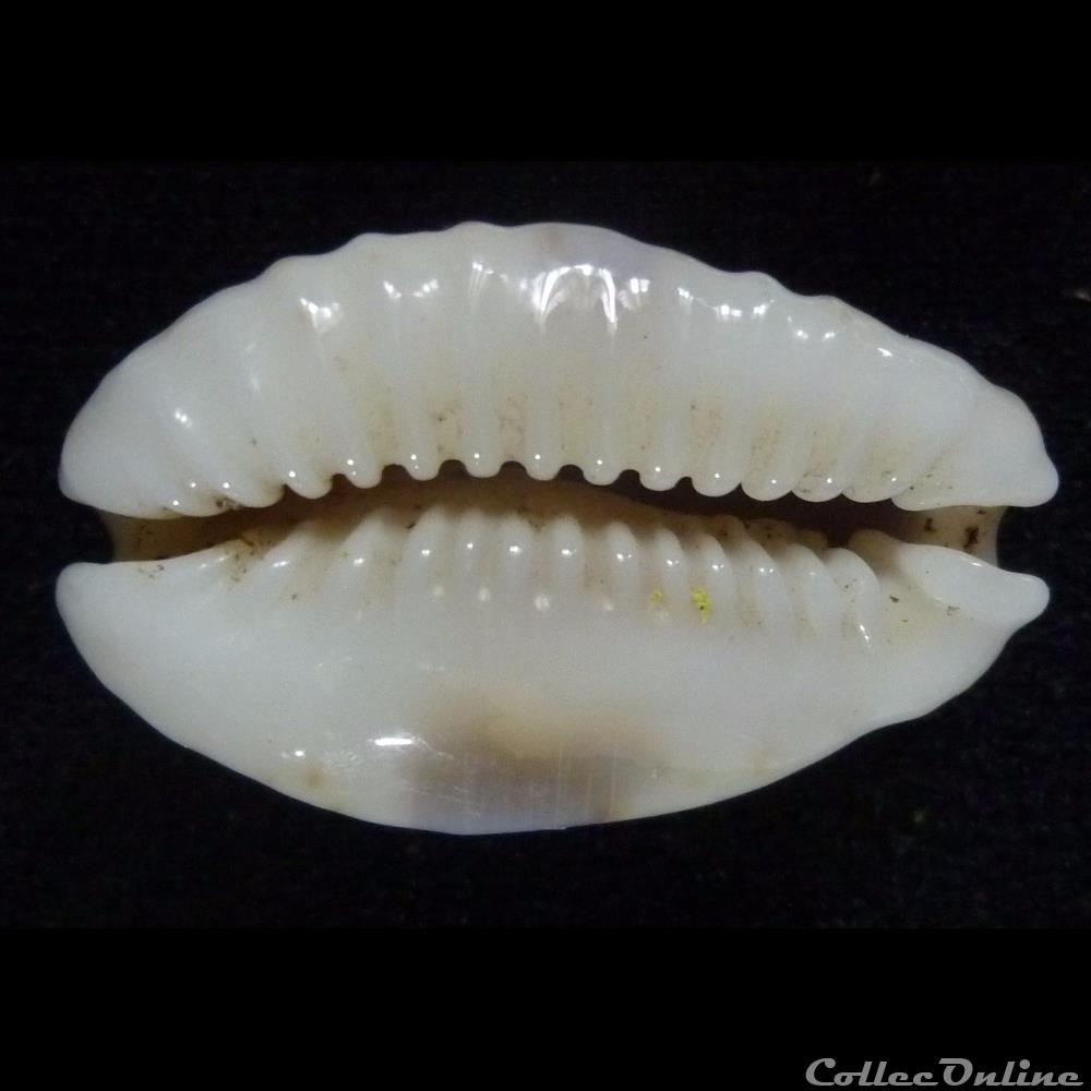 coquillages fossiles gastropoda erosa chlorizans nv lactescens