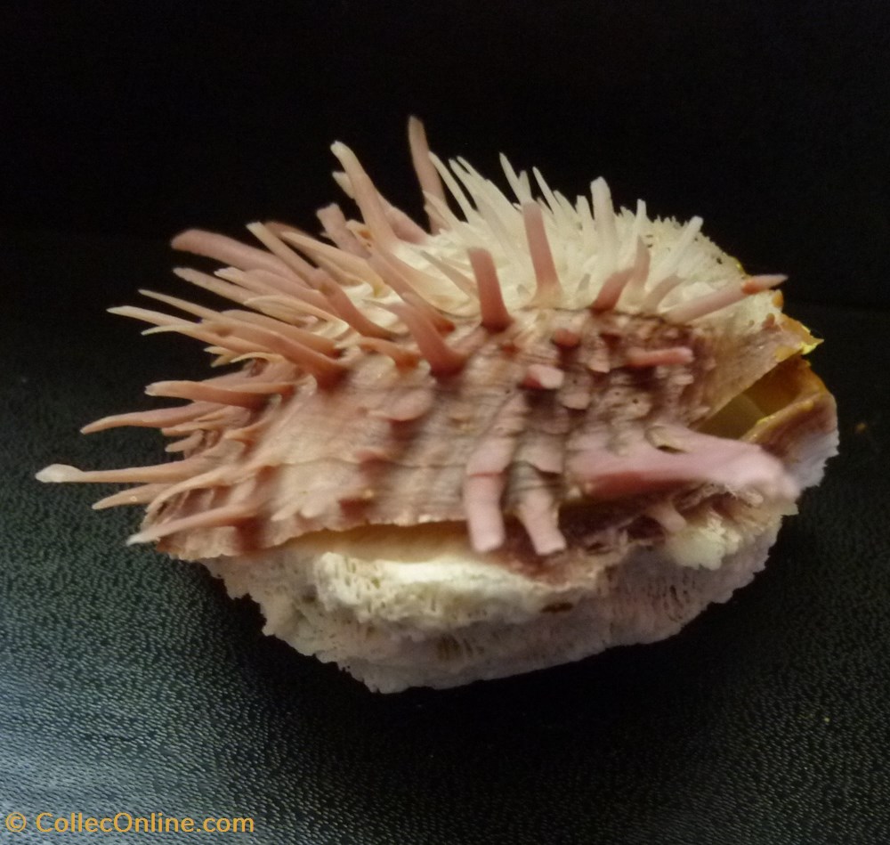 zonalis 2 coquillages fossiles bivalvia zonalis