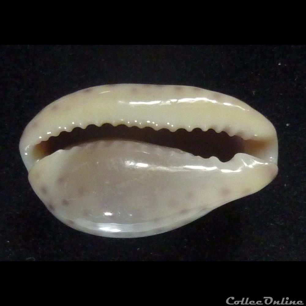 coquillages fossiles gastropoda sanguinolenta
