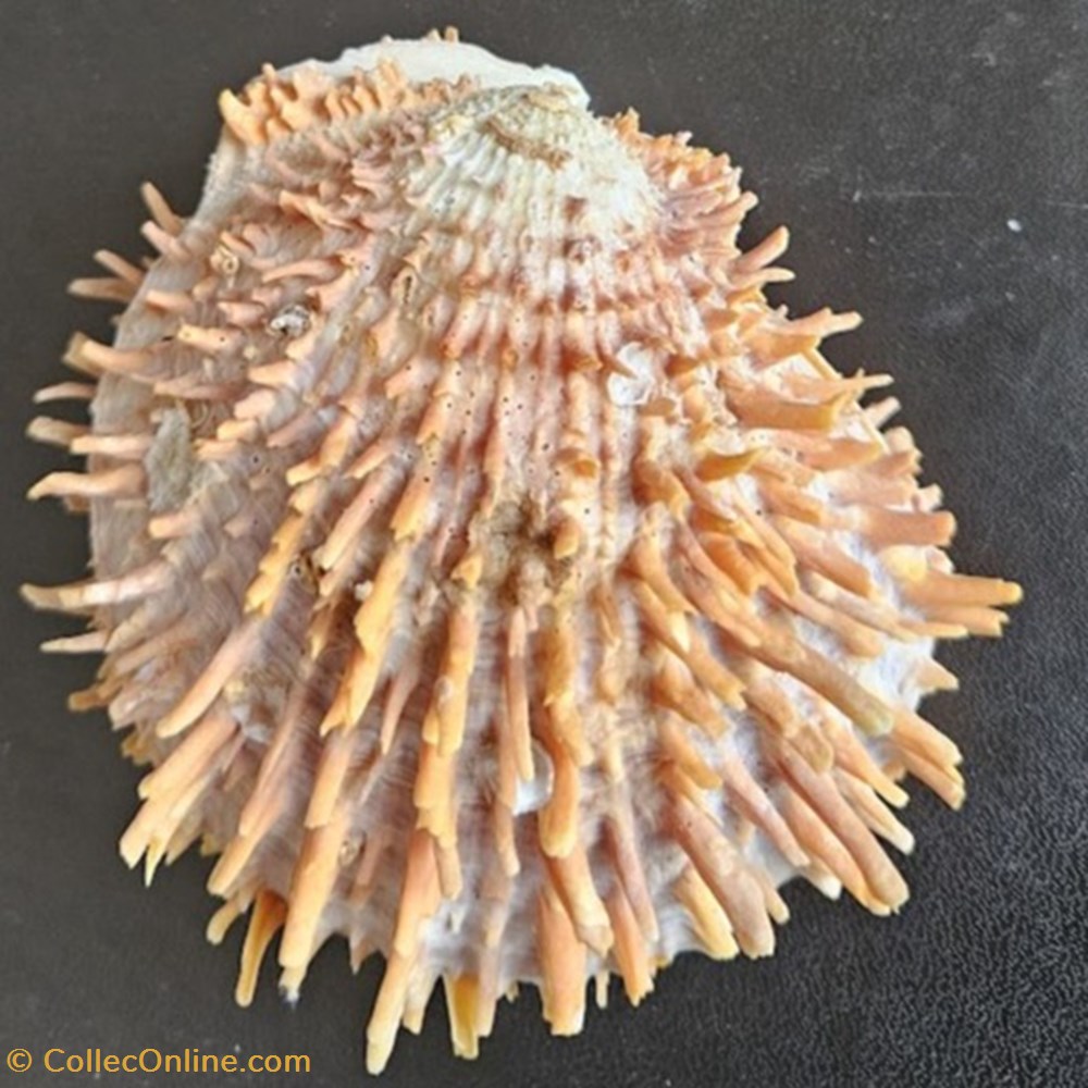 multisetosus coquillages fossiles bivalvia multisetosus