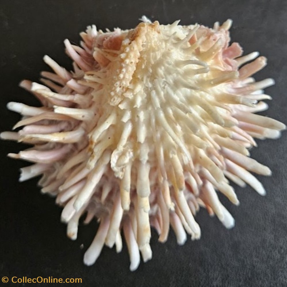 spinosus coquillages fossiles bivalvia spinosus