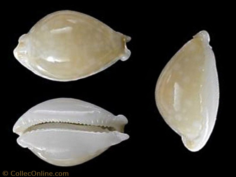 dillwyni coquillages fossiles dillwyni