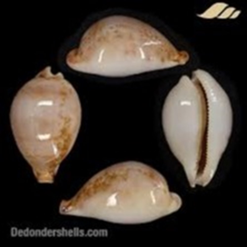 coquillages fossiles hirasei nv philippina