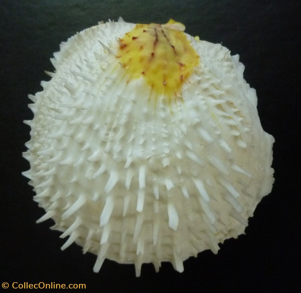 coquillages fossiles bivalvia varius