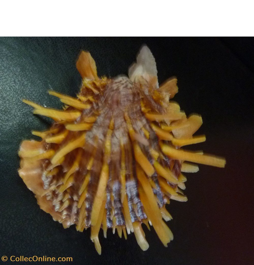 versicolor coquillages fossiles bivalvia versicolor