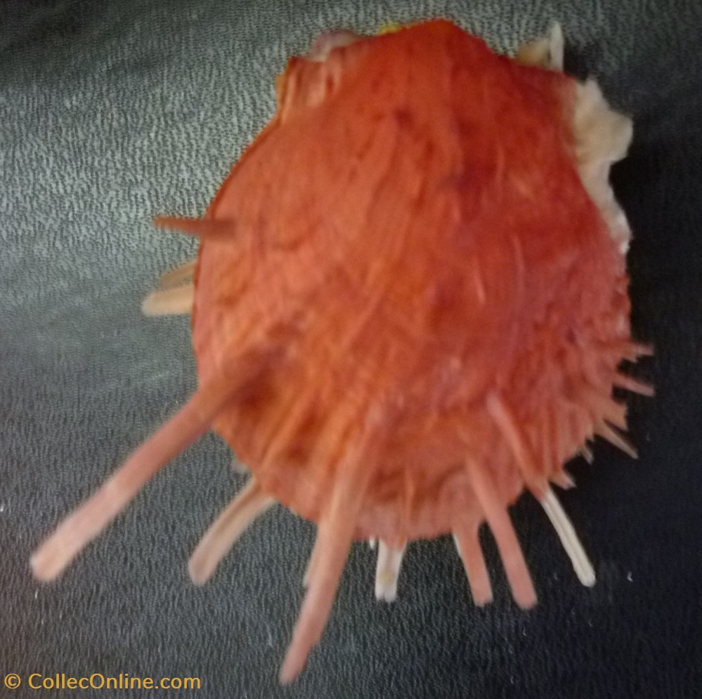 americanus coquillages fossiles bivalvia americanus