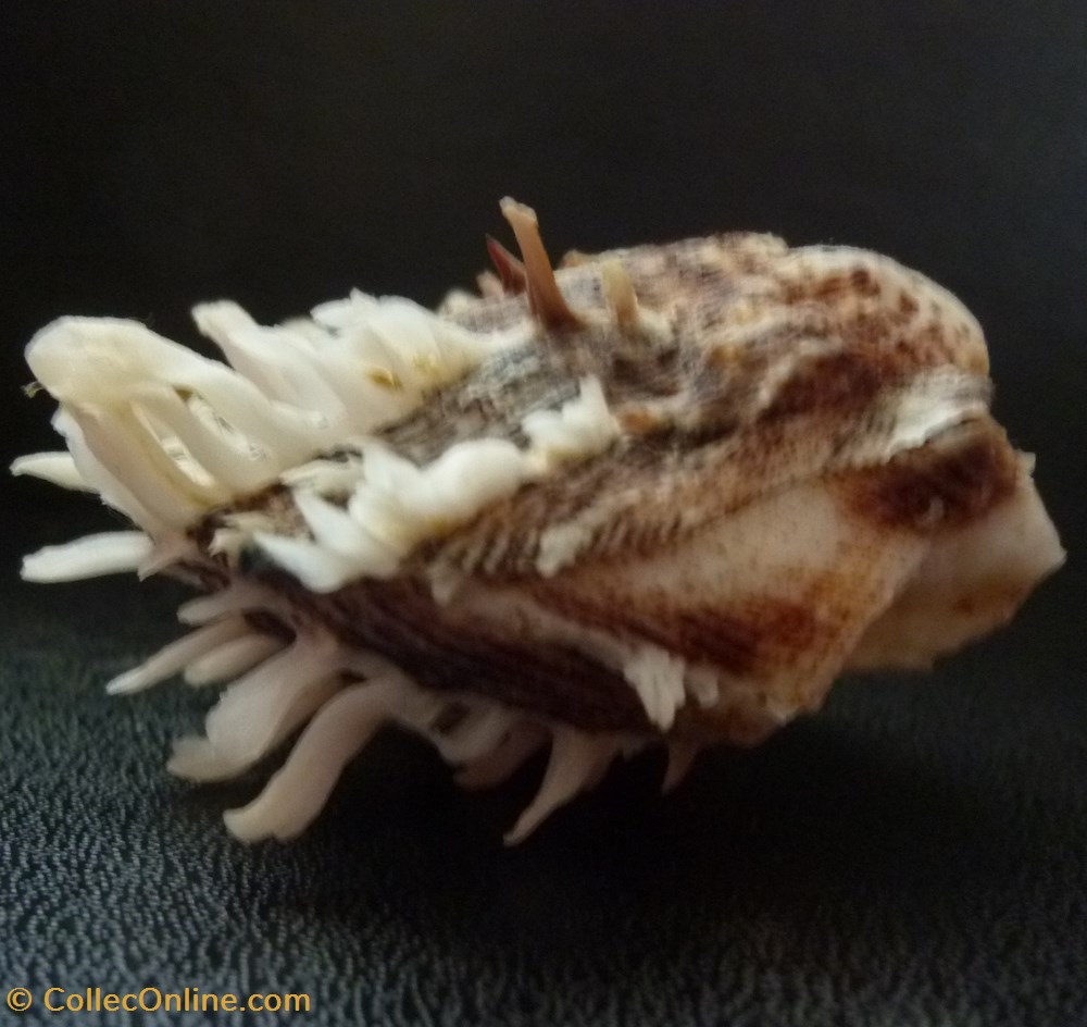 squamosus 2 coquillages fossiles bivalvia squamosus