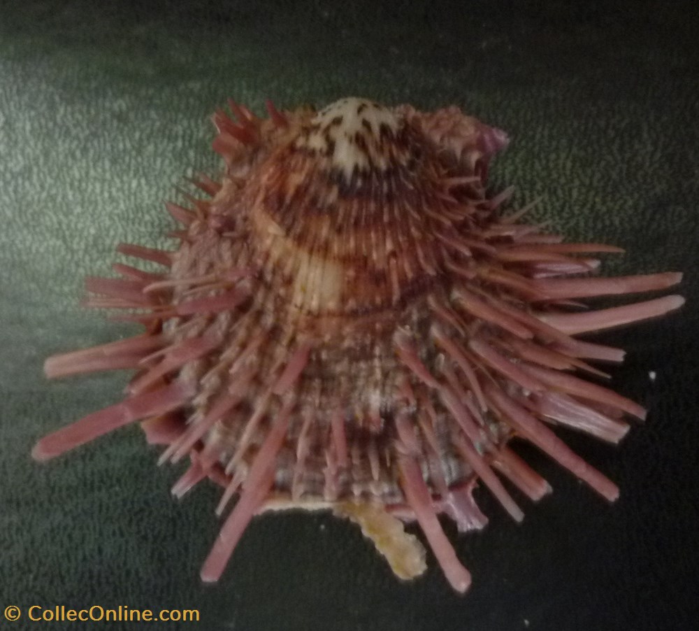 zonalis coquillages fossiles bivalvia zonalis