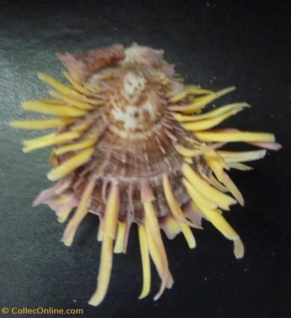 zonalis coquillages fossiles bivalvia zonalis