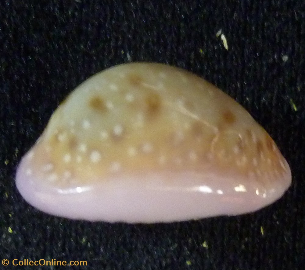 coquillages fossiles gastropoda poraria