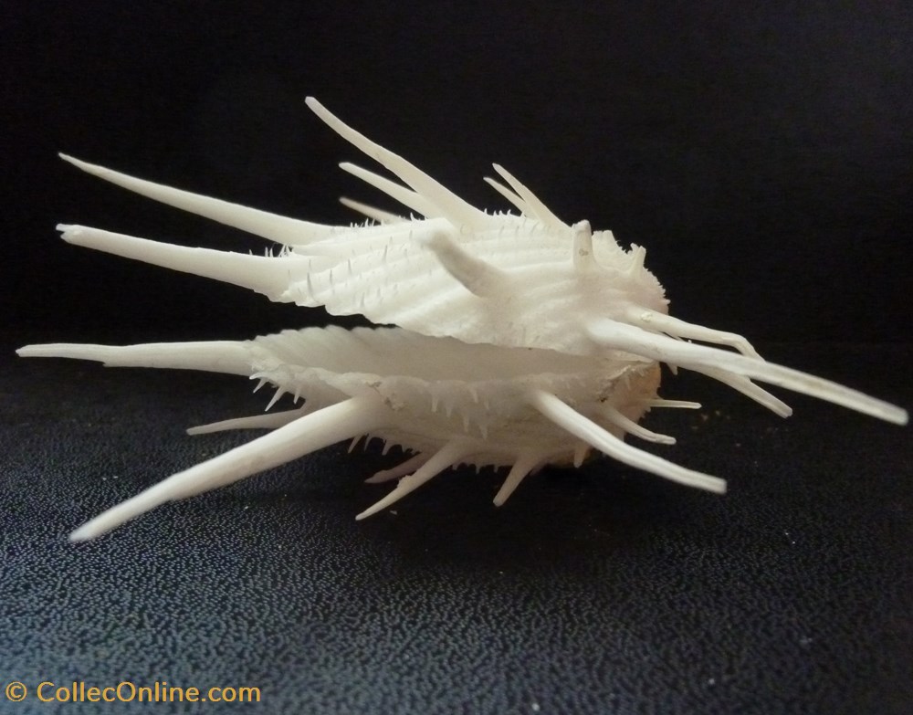 imperialis 2 coquillages fossiles bivalvia imperialis