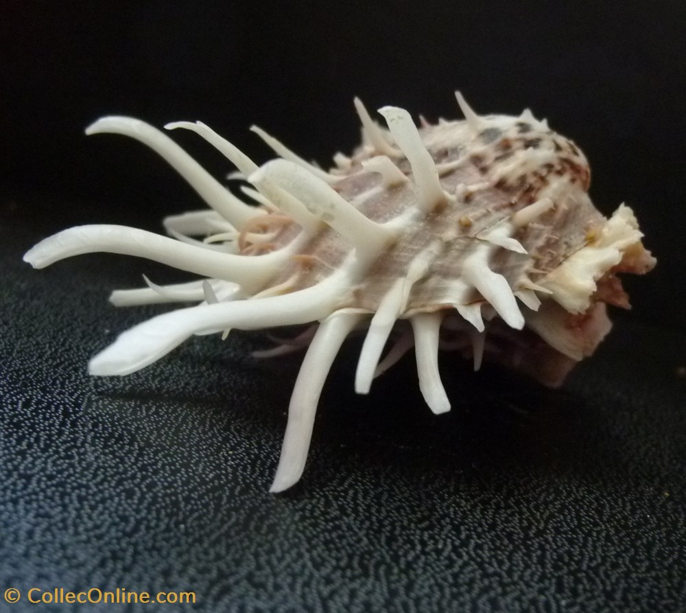 zonalis 2 coquillages fossiles bivalvia zonalis