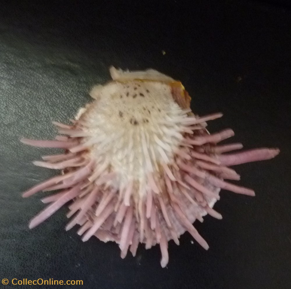 zonalis coquillages fossiles bivalvia zonalis