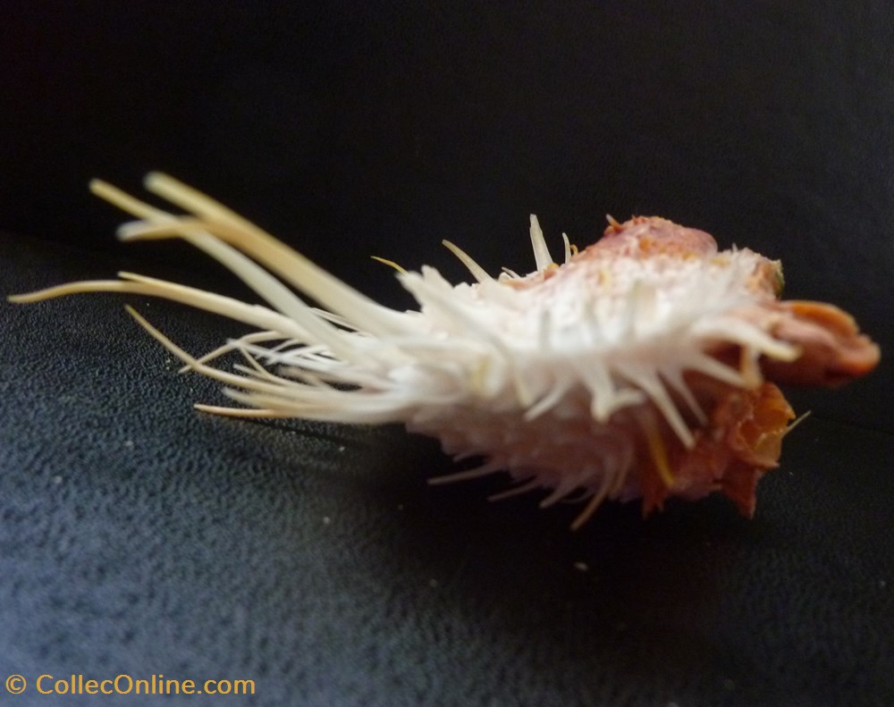 multimuricatus 2 coquillages fossiles bivalvia multimuricatus