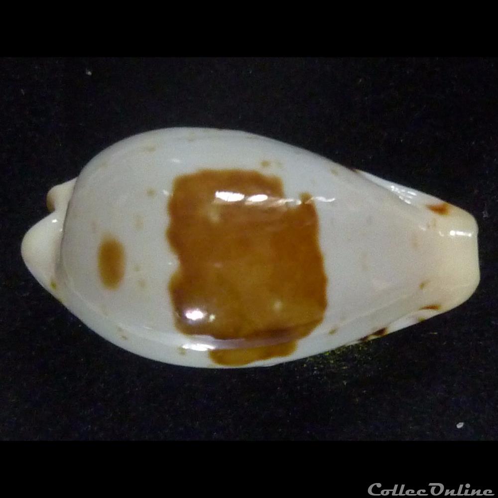 saulae nv. siasensis coquillages fossiles gastropoda saulae nv siasensis