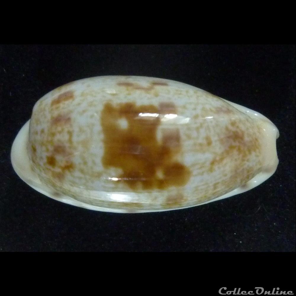 coquillages fossiles gastropoda pelluscens nv alisonae