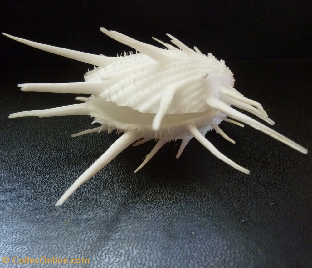 imperialis 3 coquillages fossiles bivalvia imperialis