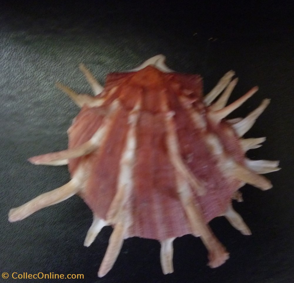 regius coquillages fossiles bivalvia regius