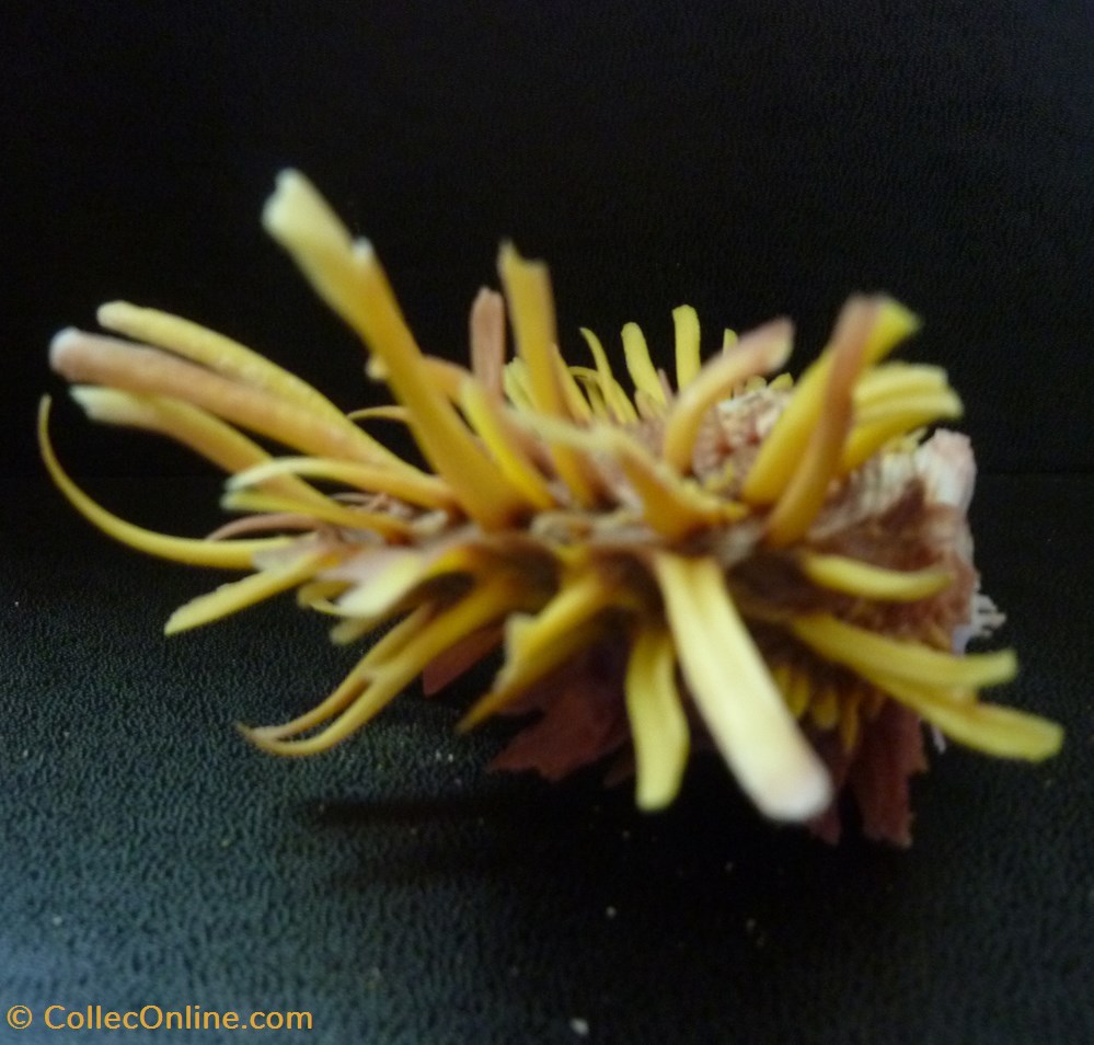 zonalis 2 coquillages fossiles bivalvia zonalis