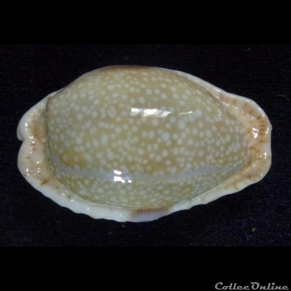 coquillages fossiles gastropoda erosa chlorizans nv lactescens