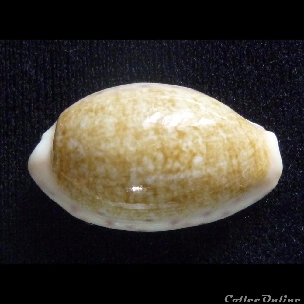 Chinensis amiges - Shells & Fossils - Gastropoda - Cypraeidae