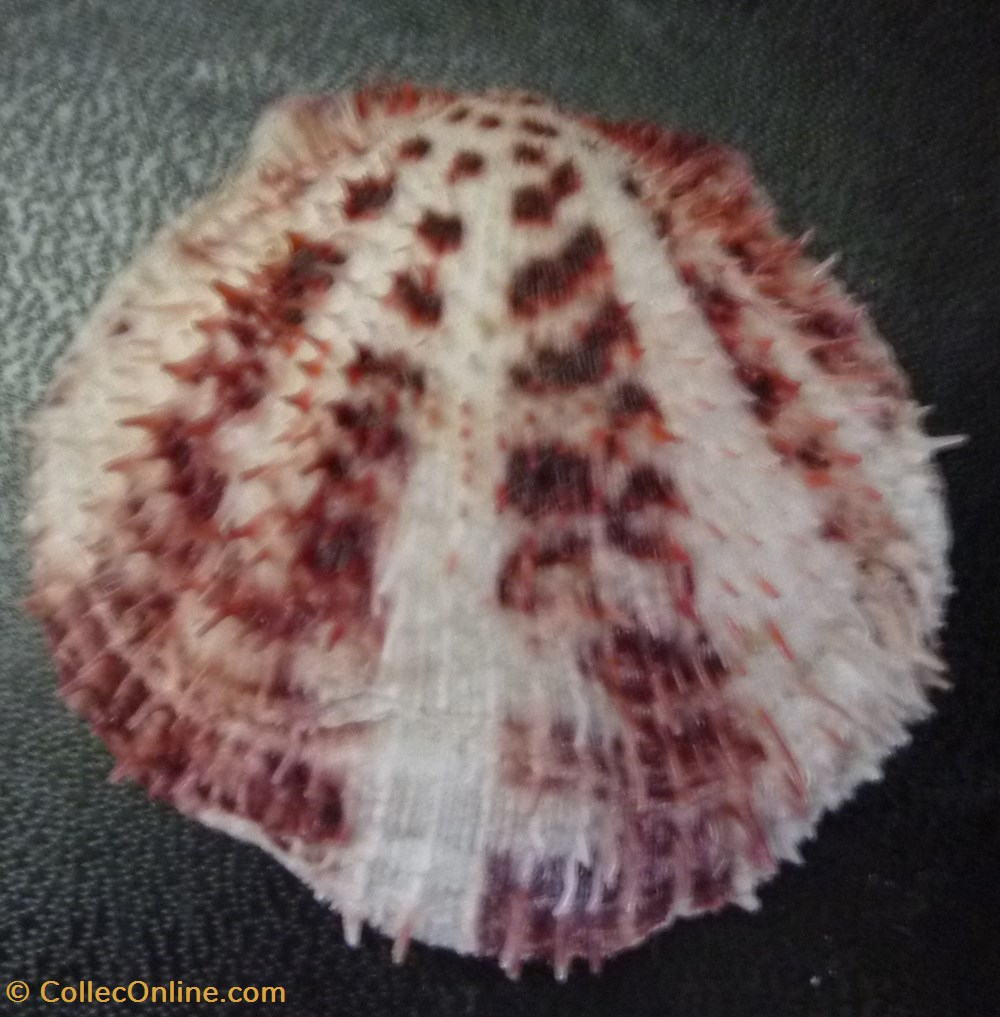 nicobaricus coquillages fossiles bivalvia nicobaricus