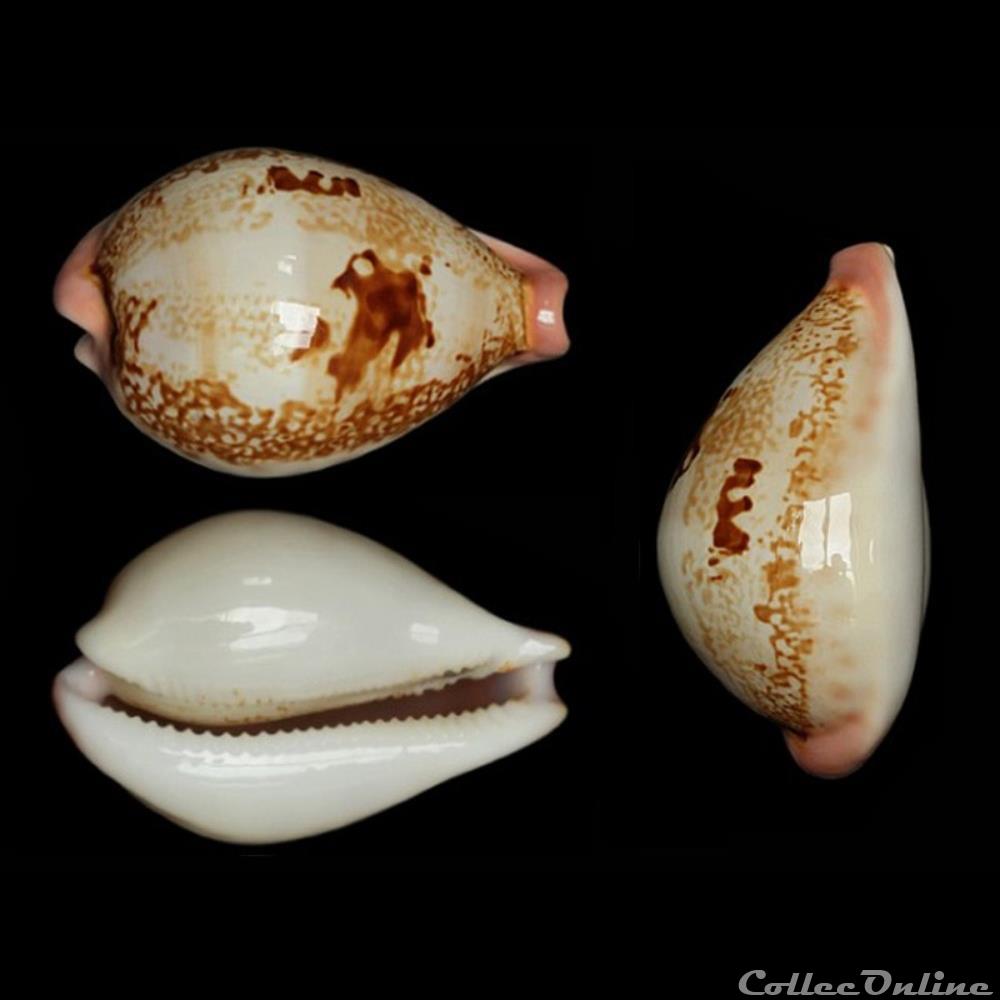 coquillages fossiles hirasei