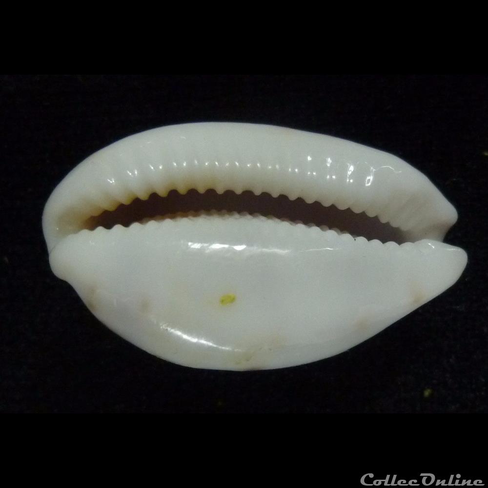 coquillages fossiles gastropoda pelluscens pelluscens