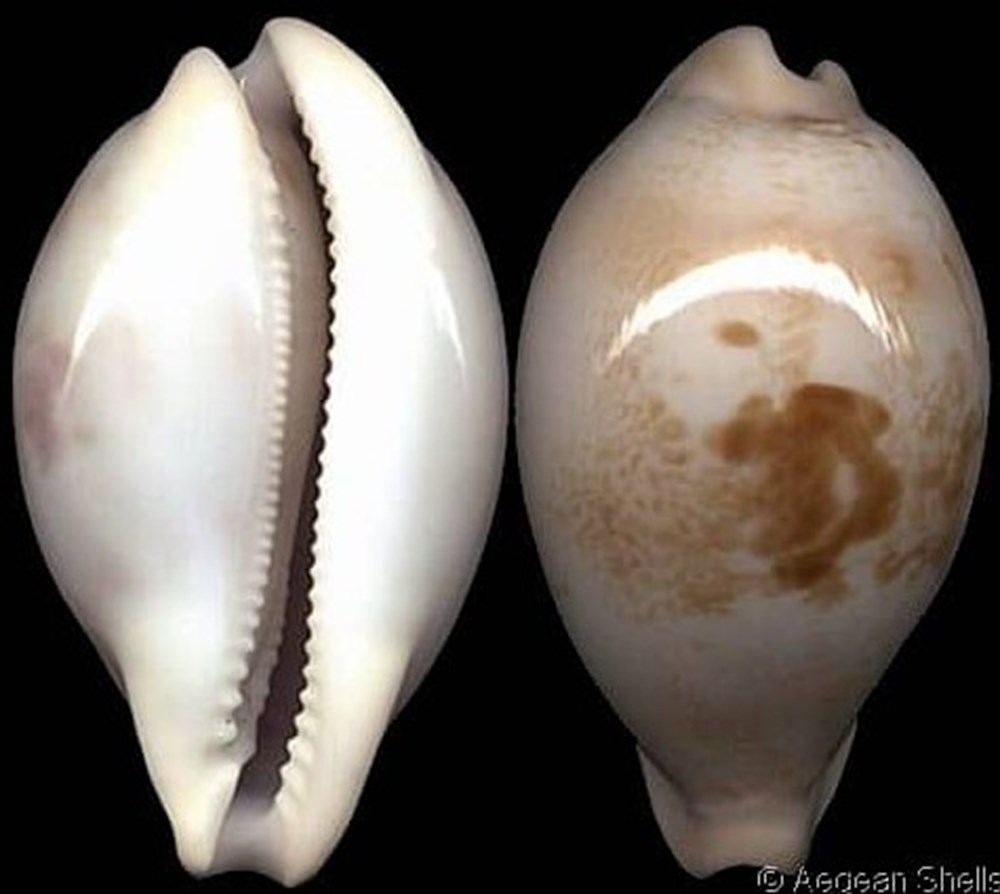 coquillages fossiles hirasei nv queenslandica