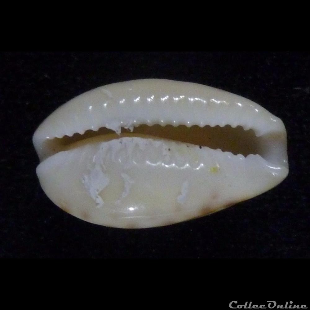 spurca nv. cascabulorum 2 coquillages fossiles gastropoda spurca nv cascabulorum