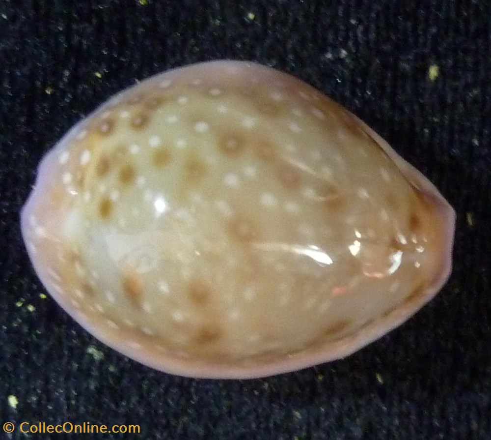coquillages fossiles gastropoda poraria