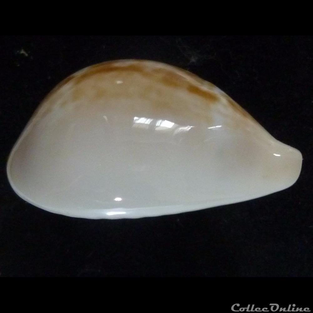 angelicae 3 coquillages fossiles gastropoda angelicae