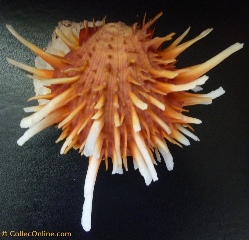 princeps coquillages fossiles bivalvia princeps