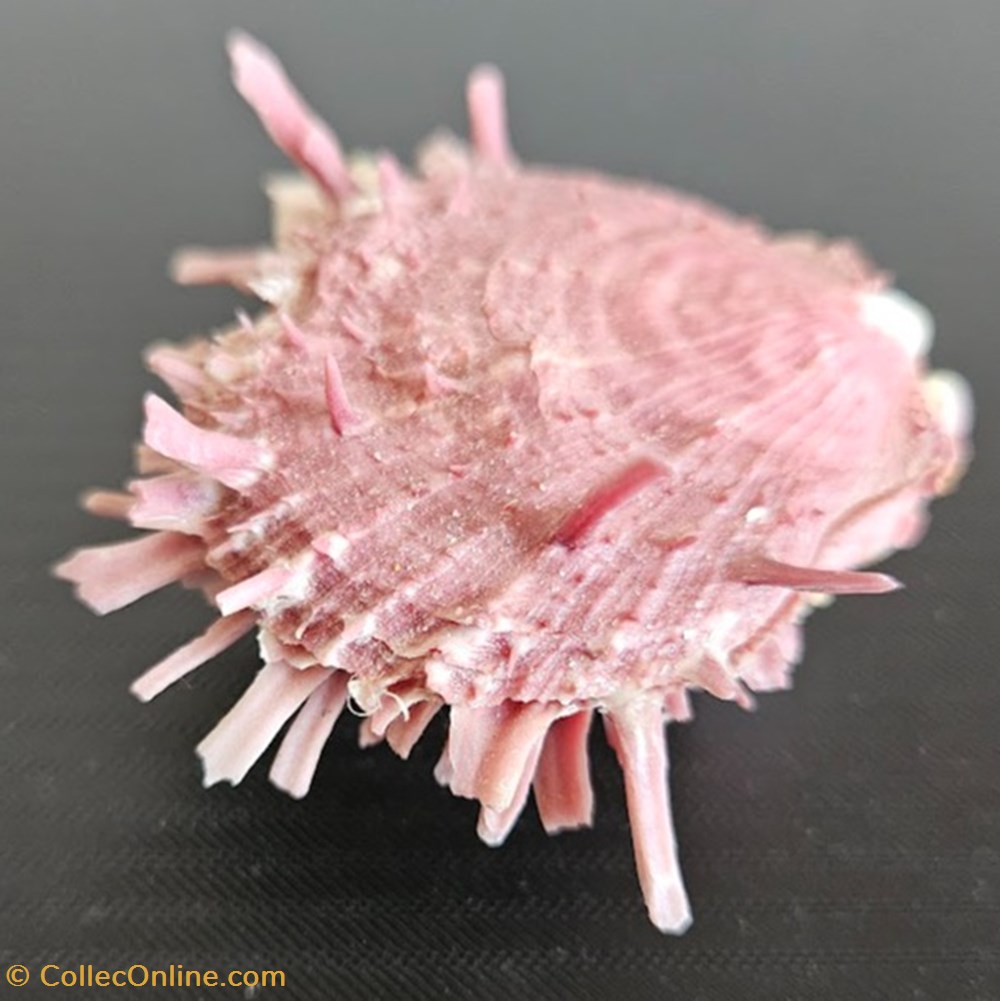 coquillages fossiles bivalvia gaedoporus