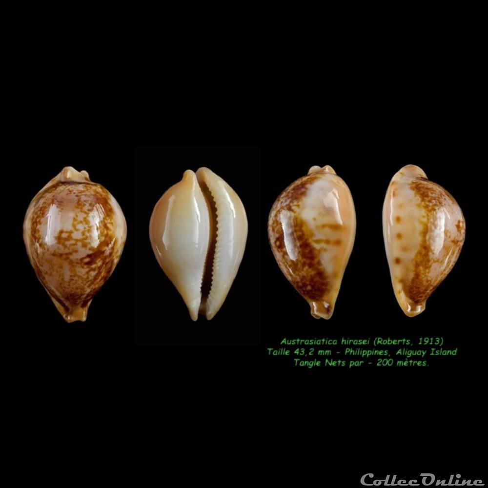 coquillages fossiles hirasei